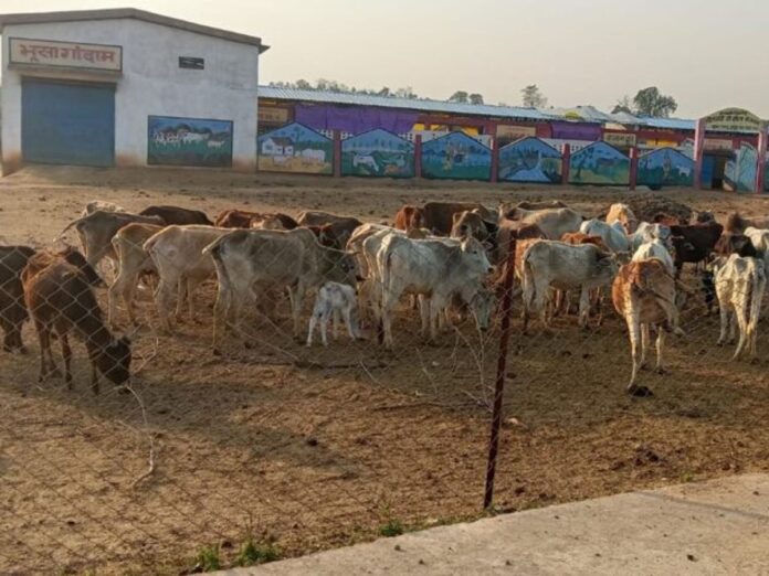 Sidhi News: डेम्हा पंचायत की गौशाला हैंडओव्हर से पहले ही क्षतिग्रस्त