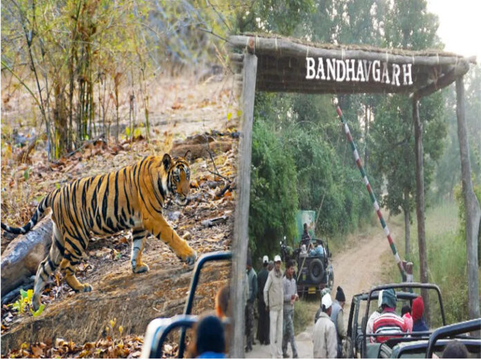 बांधवगढ़ टाइगर रिजर्व:- दो बाघों को मिलेगी आज़ादी, सतपुड़ा टाइगर रिजर्व में जाएंगे