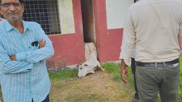 सीधी जिले में गाय की मौत: स्कूल प्रबंधक और पंचायत कर्मियों की लापरवाही