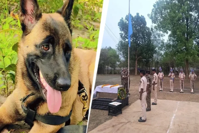 CRPF के बहादुर श्वान K9 रोलो की शहादत: मधुमक्खियों के हमले में जान गंवाई