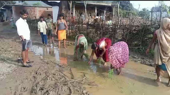 उमरिया की महिलाओं का अनोखा विरोध, सड़क में बोया धान