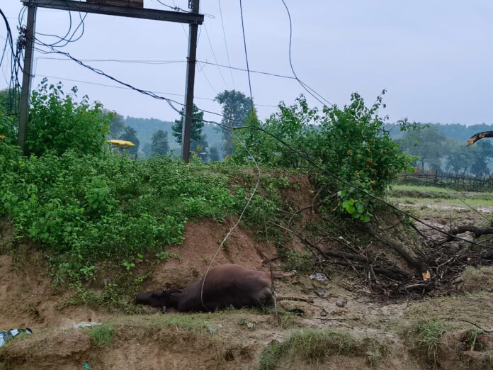 सीधी: बढ़ौरा मंदिर में करंट हादसा, गाय की मौत – बिजली विभाग की बड़ी लापरवाही आई सामने