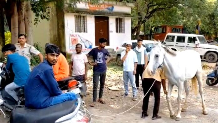 ग्वालियर:- घोड़े को मिला 
